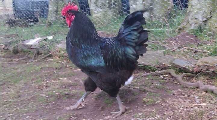Vendo ovos e pintos  Jersey Gigante, Malines e Rhode Island Red