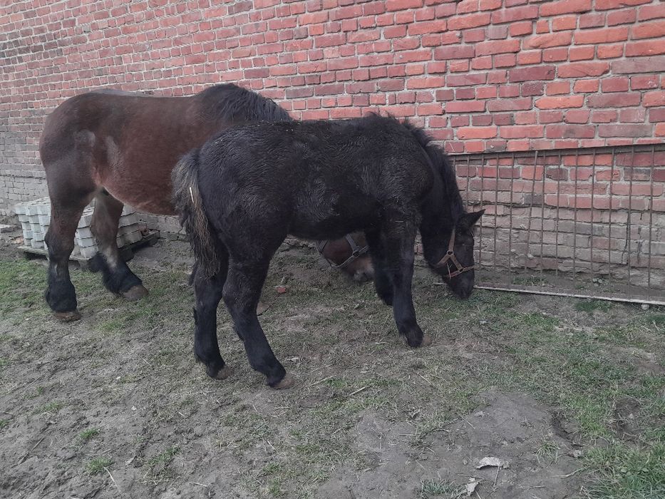 Zrebica zimnokrwista