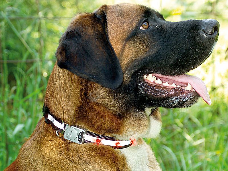 Nowa Obroza INFACTORY Dla DUZEGO PIESKA Obwod Szyji 35-65cm