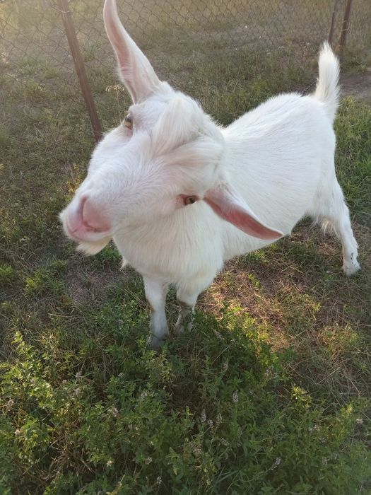 Продам снежка в хоршую се ю.