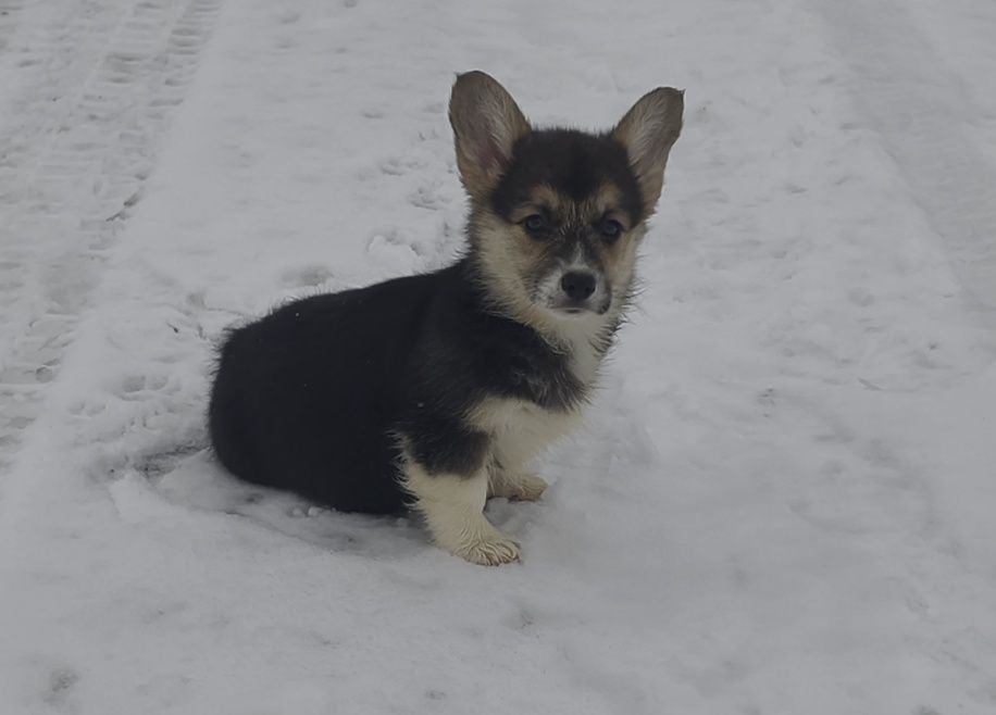 Корги. Купить щенка. Сумы.