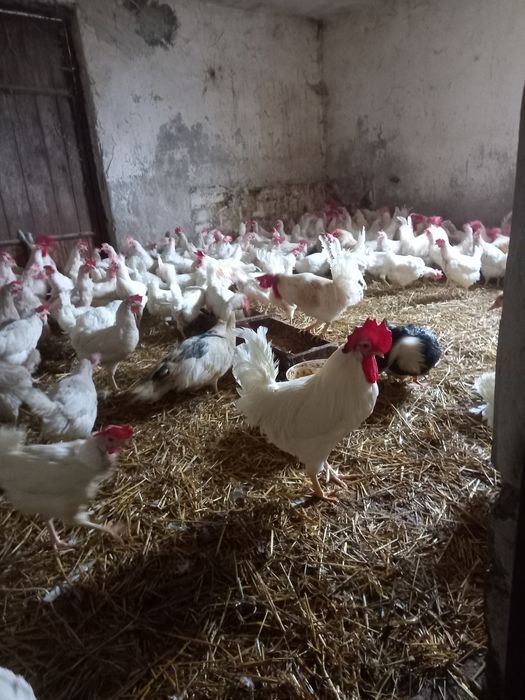 Kury młode nioski kokoszki