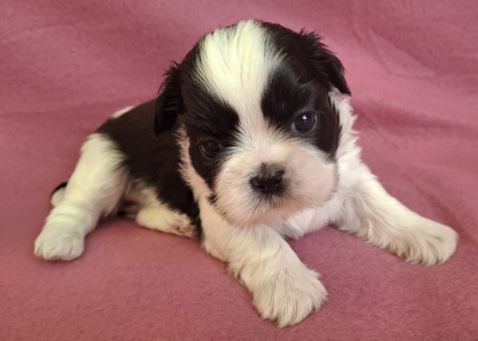 Sunia Shih Tzu rezerwacja