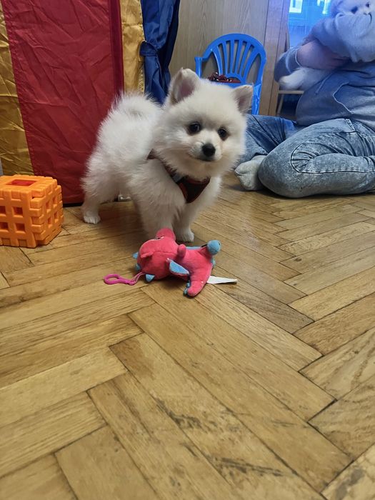 Szpic Niemiecki Mały pomerianin !