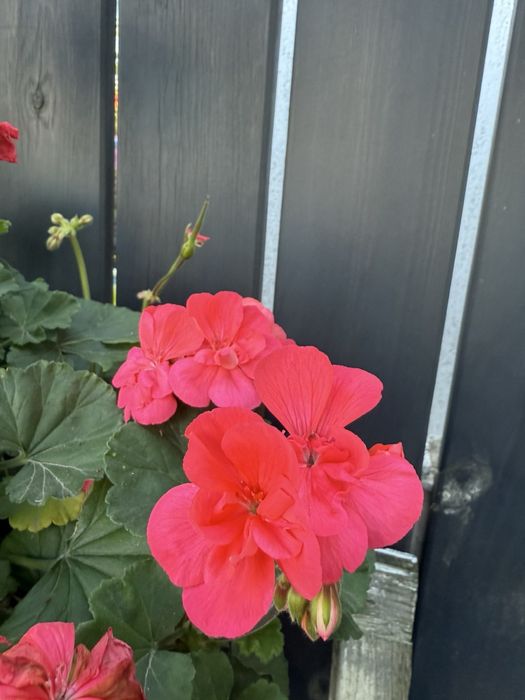 Пеларгонія рожева