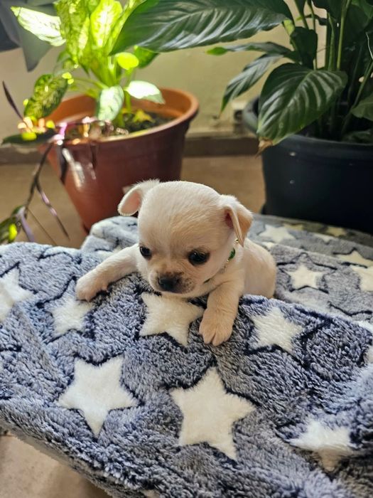Chihuahua Macho pelo curto