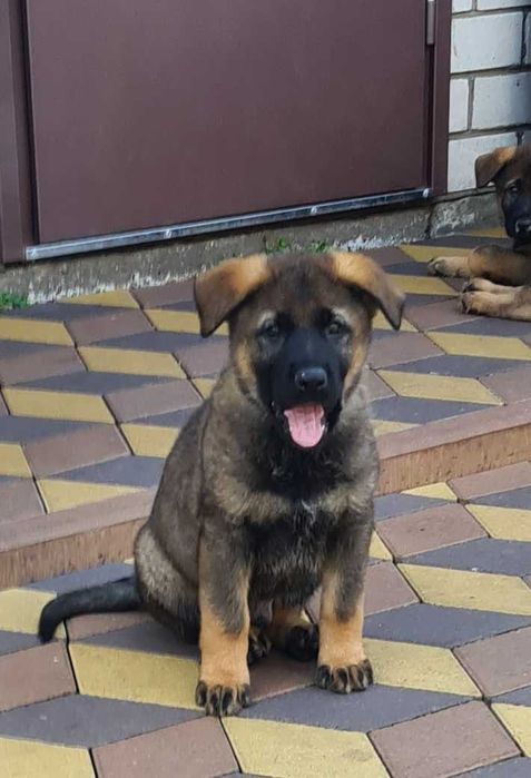 Цуценята німецької вівчарки робочого розведення.