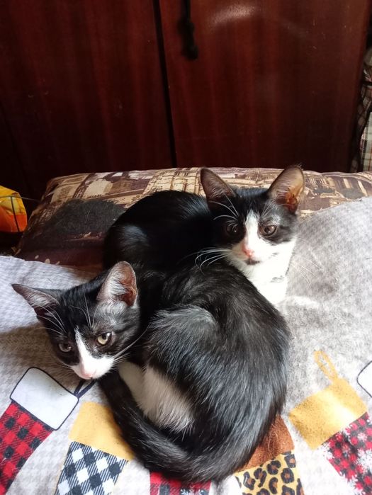 Милые котята бесплатно. кот. кошка. котенок даром