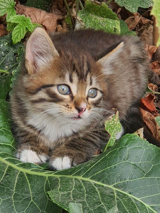 Котята ищут заботливых родителей