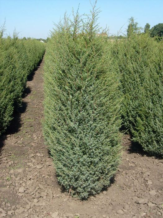 Туя західна брабант.Ялівець звичайний