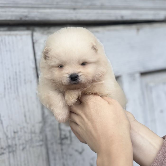 чудова дівчинка шоу классу