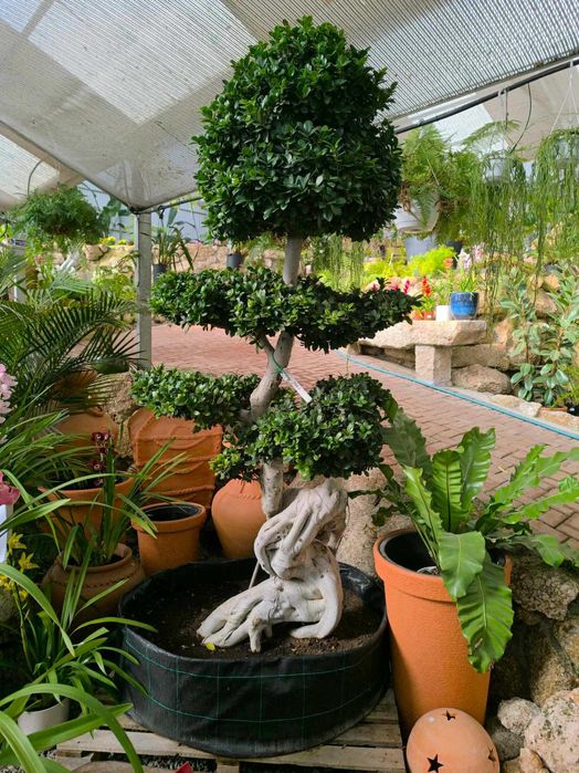 Ficus microcarpa em Bonsai