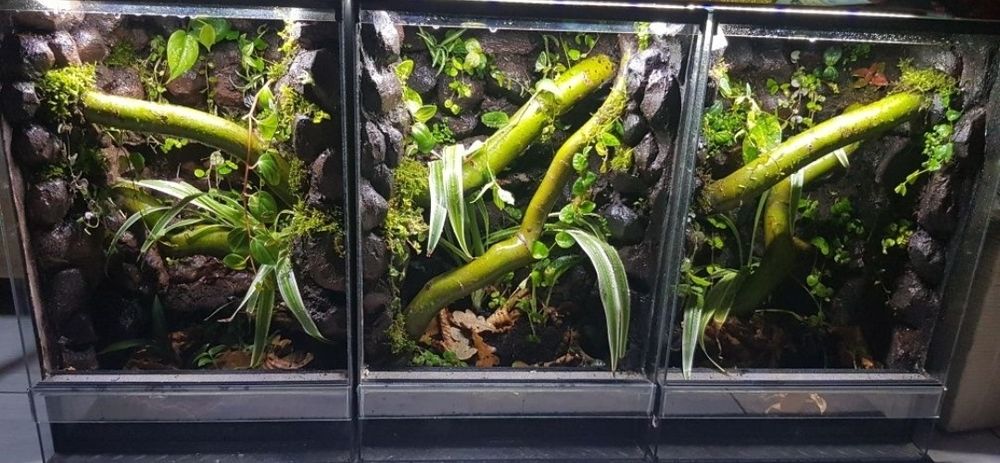 Terrarium tropikalne 40x40x60 gekon orzęsiony jaszczurka
