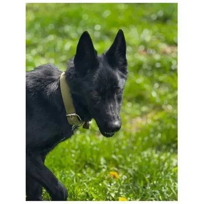 Активная собака Альфа