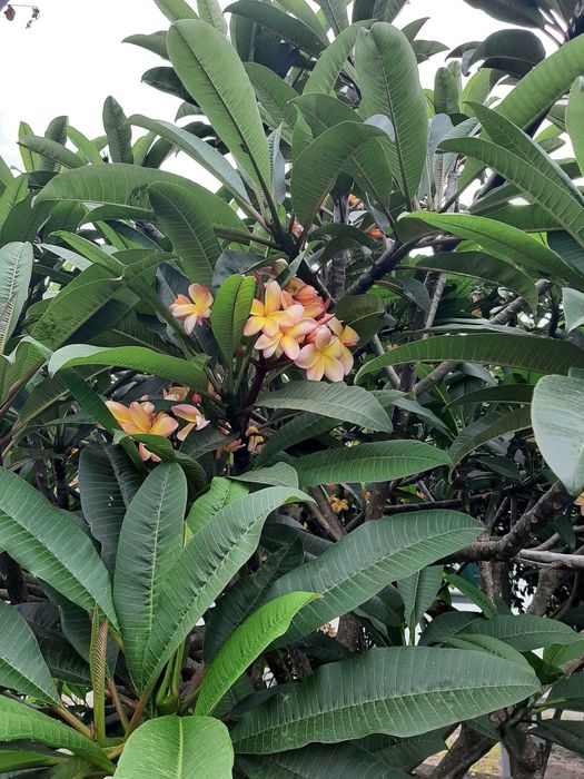 plantas de plumerias