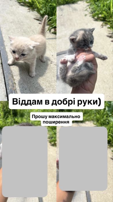 Кошеня в добрі руки