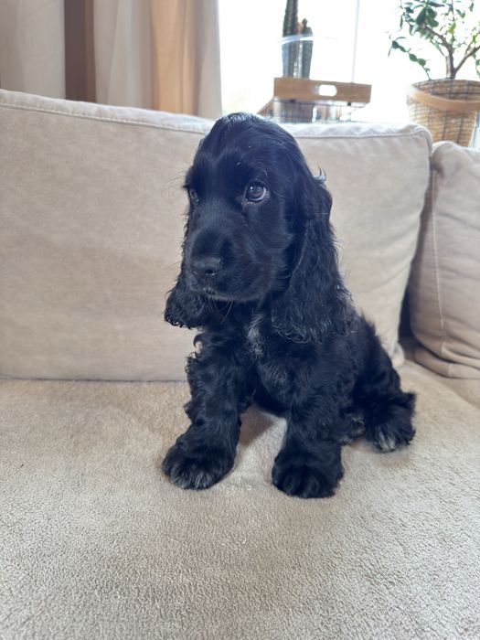 Rezerwacja - ROMEO - Cocker Spaniel Angielski