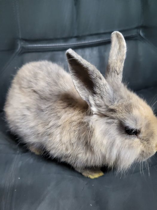 Króliczek miniaturka jest to dziewczynka