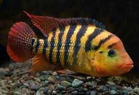 цихлазома феста (Cichlasoma festae)