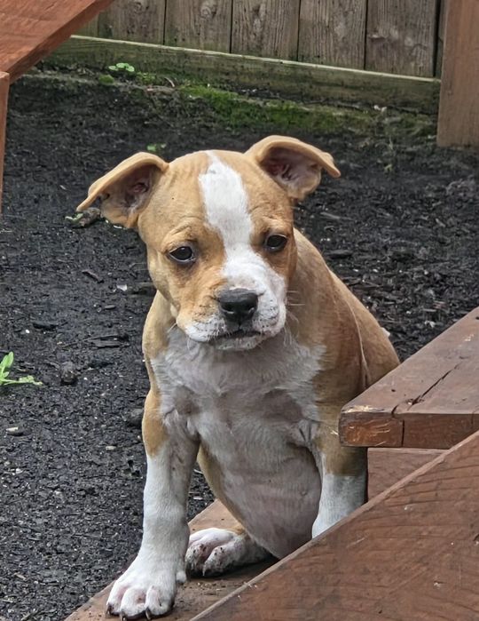 Efektowny Samiec Amstaff American Staffordshire Terrier FCI ZKwP