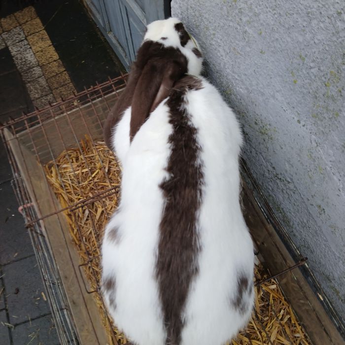 Sprzedam samca srokacz niemiecki hawana i srokacz czarny