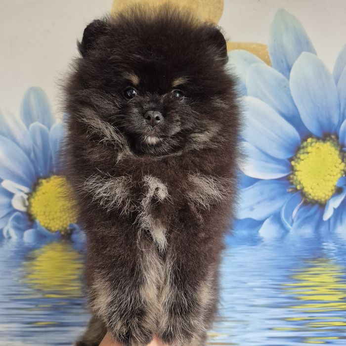 Dziewczinka  Black Tan Pomeranian