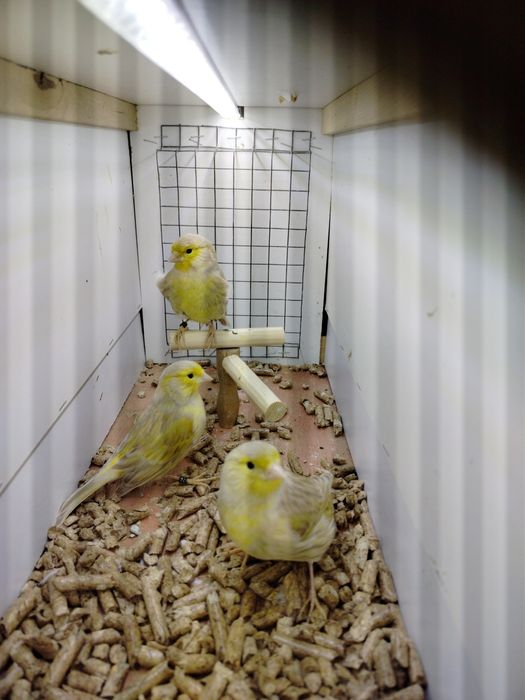 Samiczki kanarków 2025