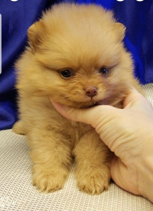 Мальчик померанский шпиц