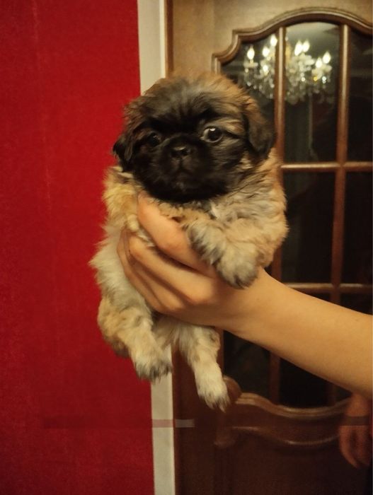 Продам цуценят Пекінесиків