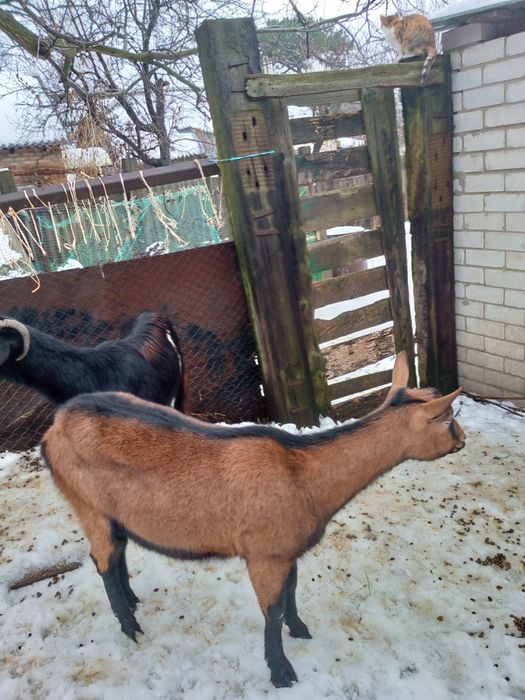 Продам альпийскую  100% козочку