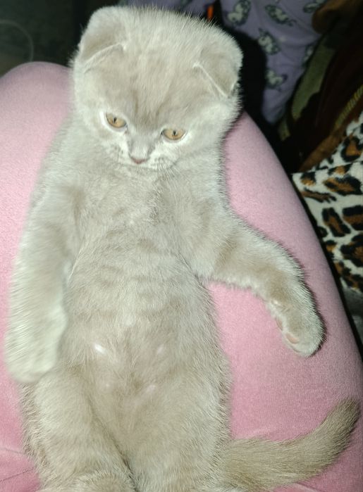 Продам шотландских вислоухих котят