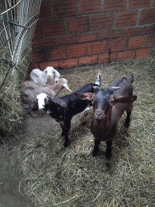 Cabrito  machos e fêmeas