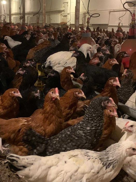 Kury nioski prosto od hodowcy ! Kurki z jajkiem ! Messa Leghorn ROSA