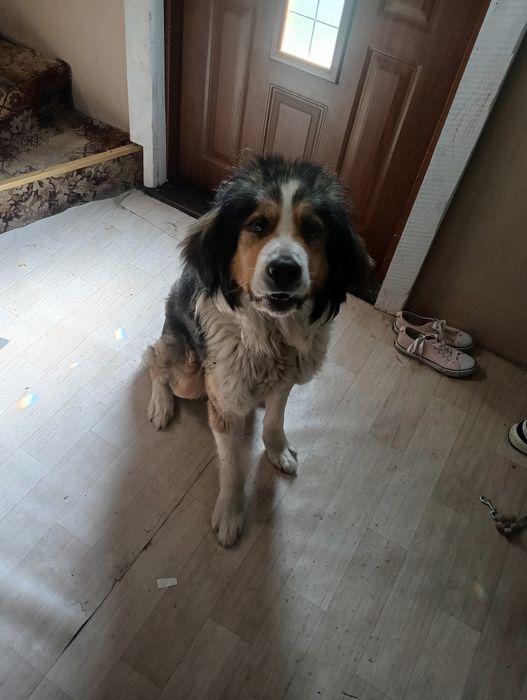 Oddam psa berneńskiego.