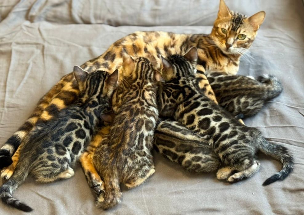 Бенгальські кошенята від батьків з родословною.