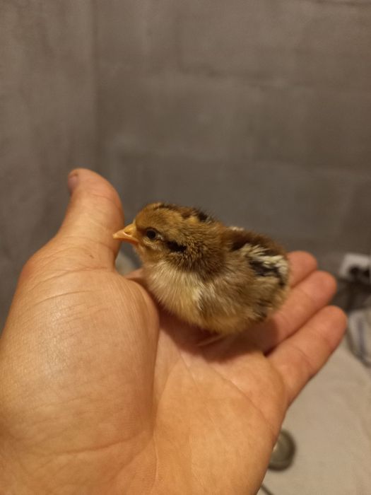 Яйця карликові кури бентамки курчата (Американка)