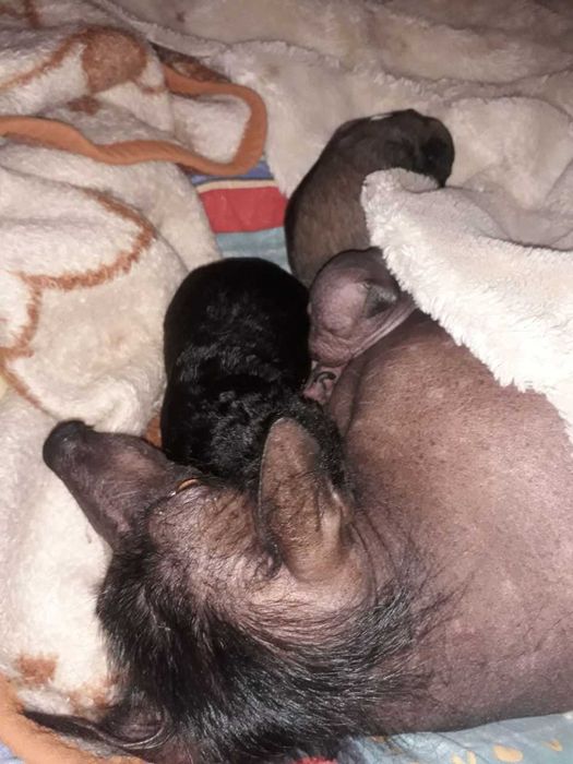 Срочно ищем любящих и ответственных хозяев!