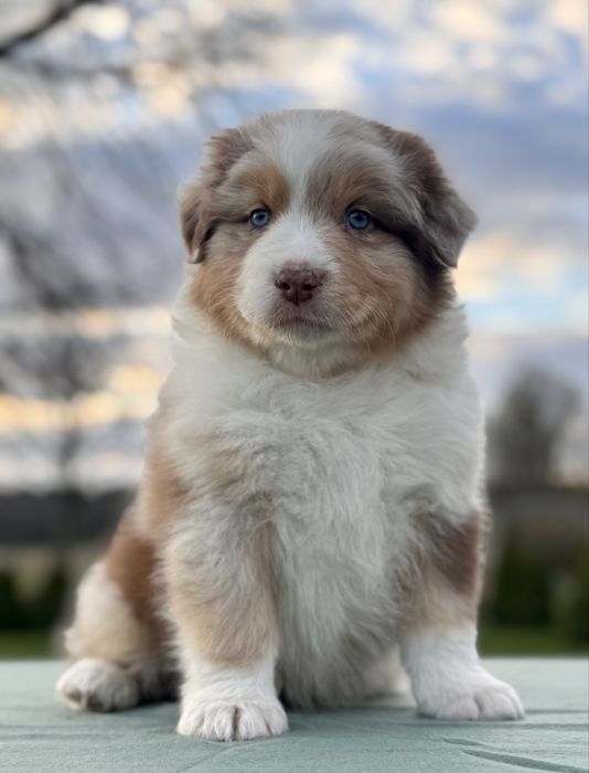 Owczarek australijski , Aussie , piesek