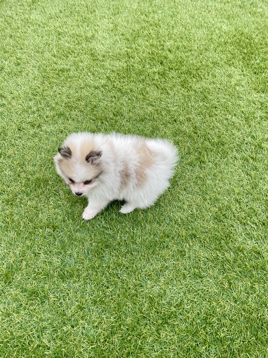 Lulu da Pomerânia Maravilhoso fêmea