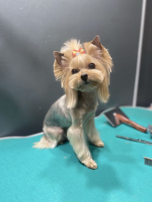 Грумінг собак і котів Вишневе стрижка Софіївська борщагівка Крюківщина