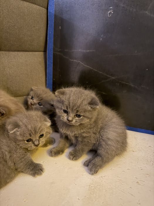 Британські кошенята
