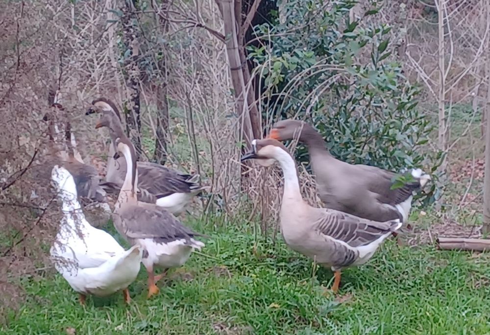 Gansos Guiné  e normais