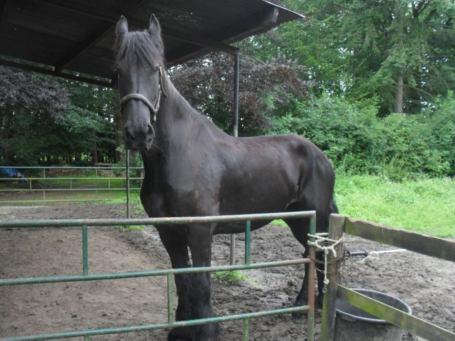 Vedação Cercas elétricas, fita, fio cordão e rede elétrica, isoladores