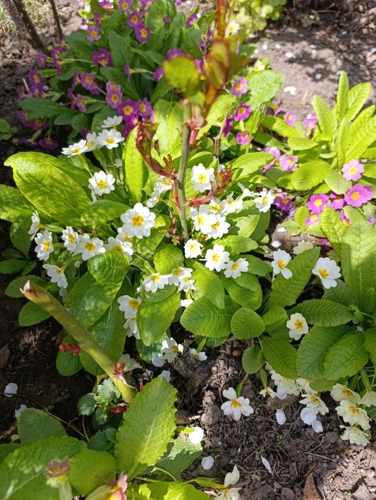 Примула садовая трёх видов