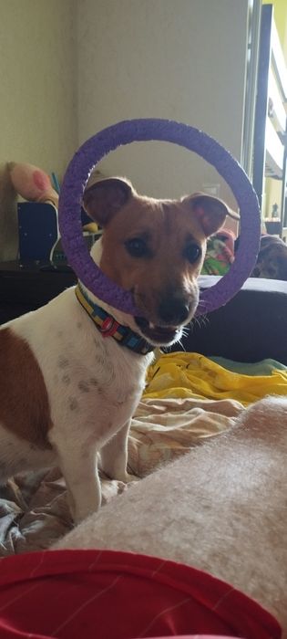 Джек Рассел.вязка .м Стрий