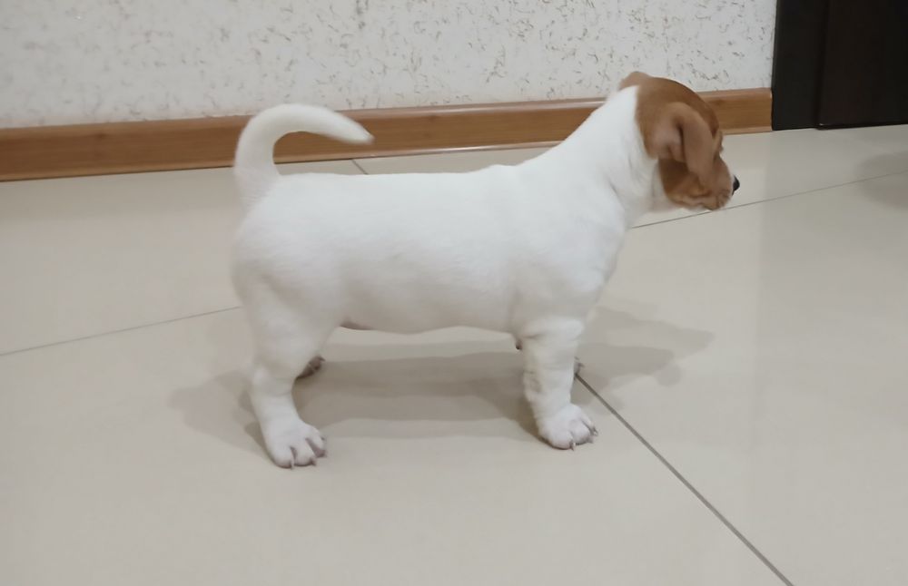 Jack Russel Terrier gotowy do odbioru