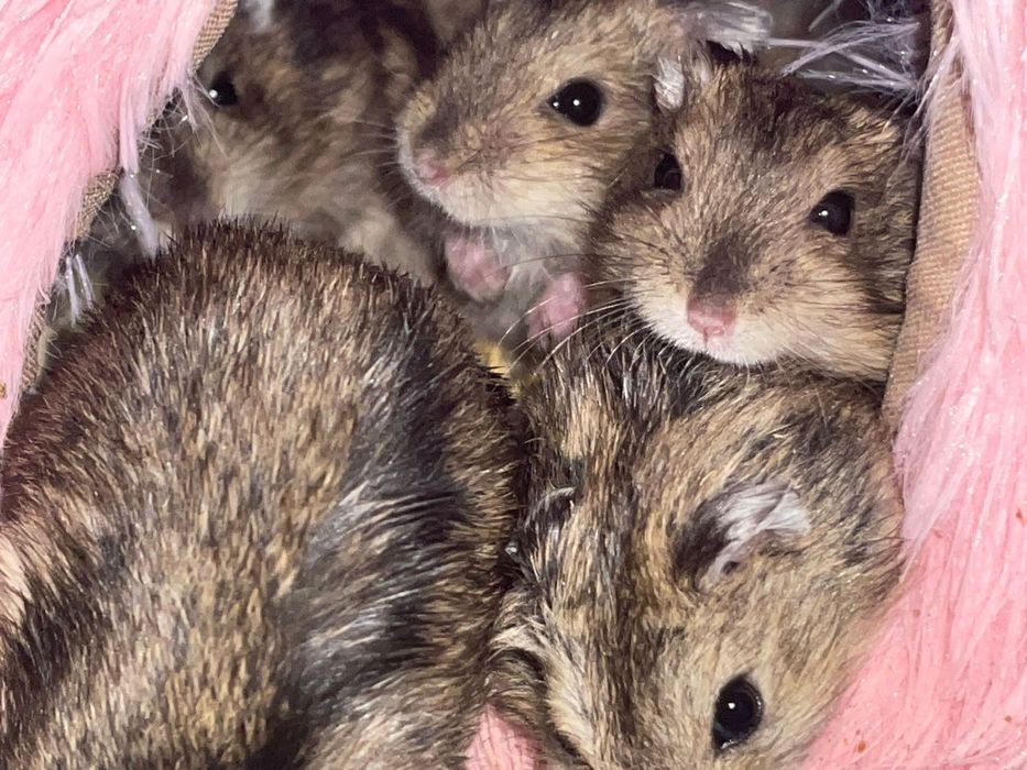 Hamsters siberianos 5€