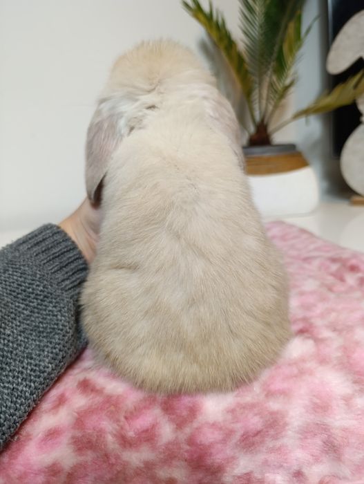 Królik króliczek mini lop hodowla zarejestrowana