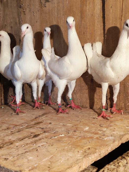 kurak kuraki maltańskie brodawczak