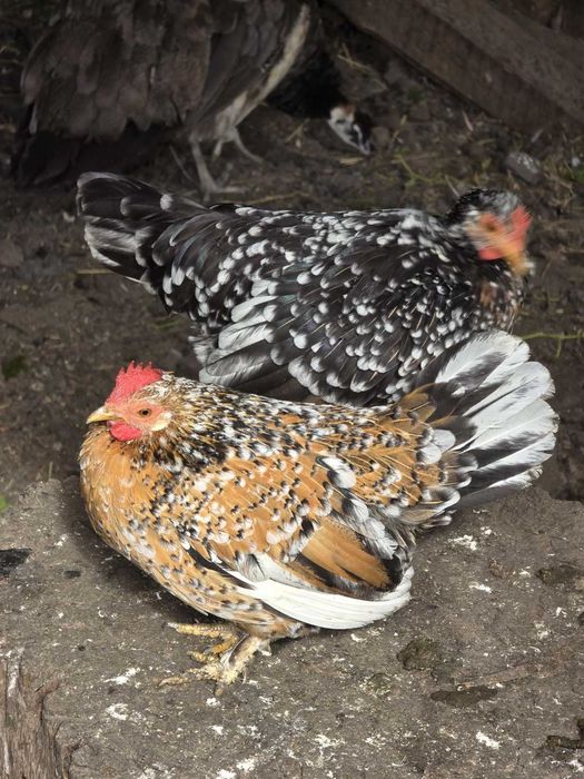 Продам декоративних курей